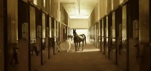 Caballo marrón entre los boxes de una cuadra